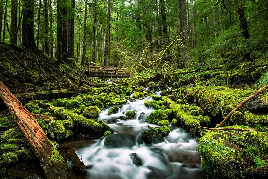 Stream In Washington