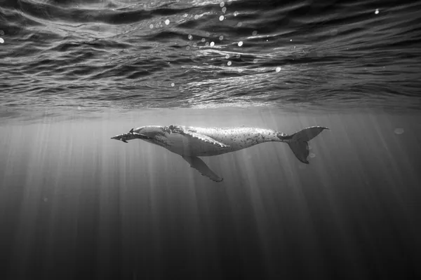 Beyond Species thumbnail