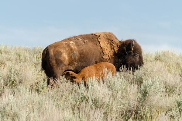 Bison Family thumbnail