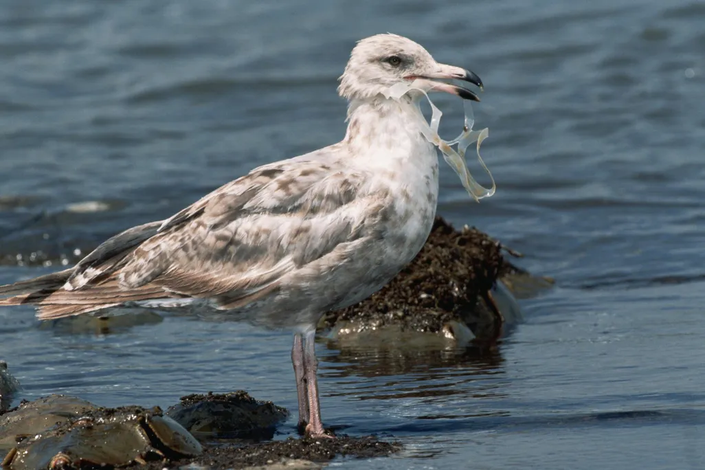 Bird Eating Plastic