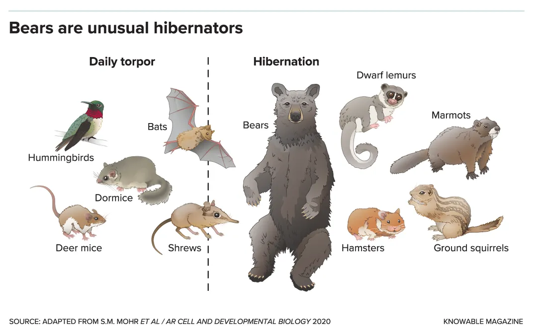 Hibernation Graphic