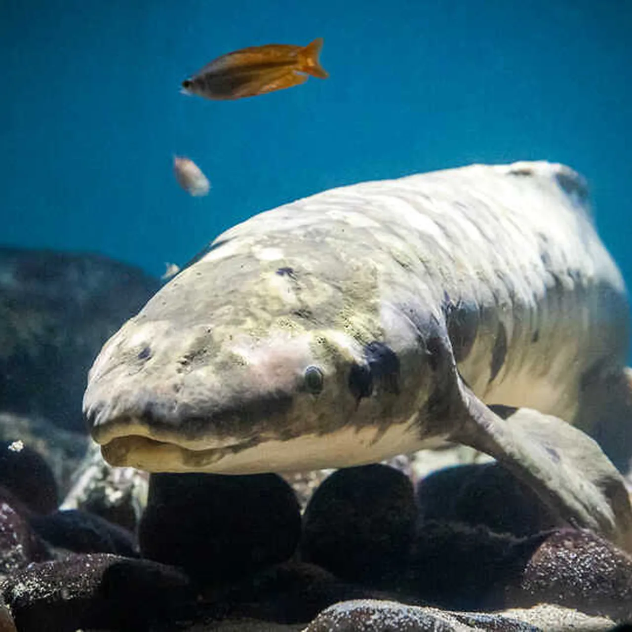 First Living Fish On Earth
