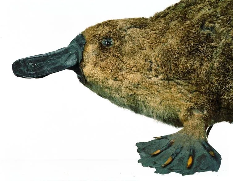 British museums have more platypuses than you might expect.