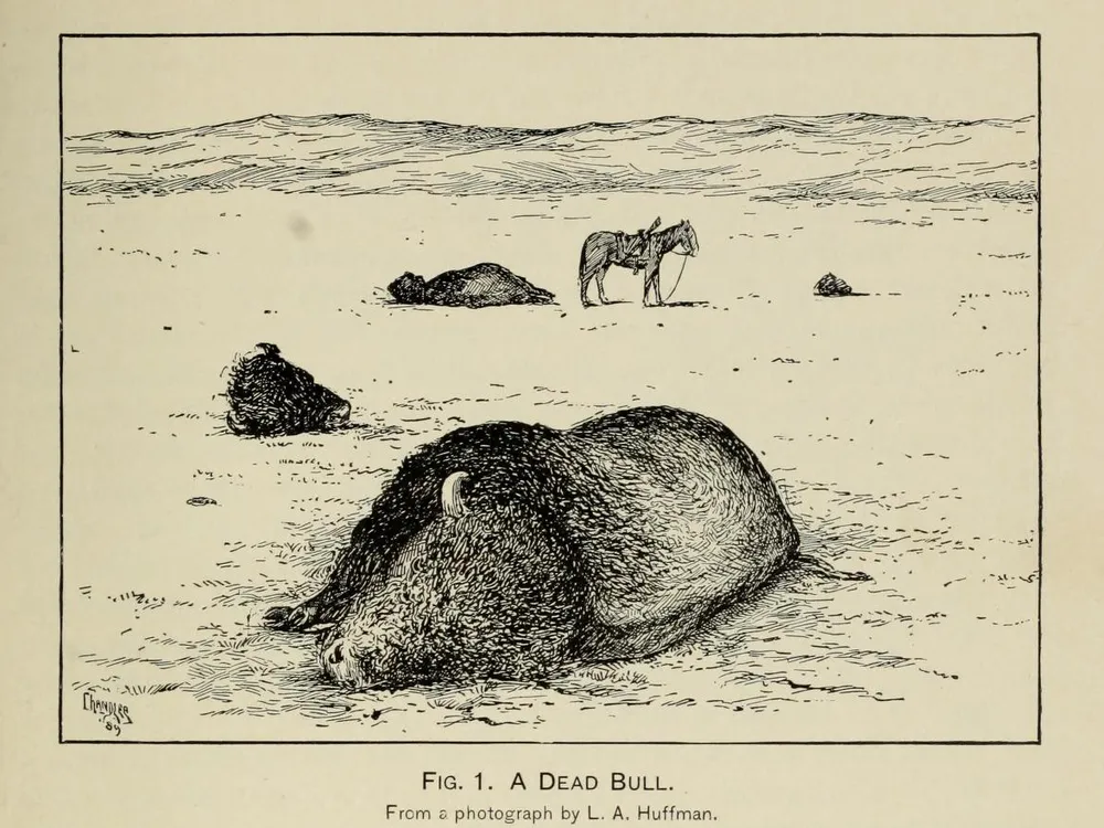 After L. A. Huffman, “A Dead Bull” from William T. Hornaday, “The Extermination of the American Bison, with a Sketch of Its Discovery and Life History,” Annual Report of the Smithsonian Institution for the Year Ending June 30, 1887, part 2 (1889): pl. IX.