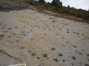 20110520083144dinosaur-ridge-tracks-300x225.jpg