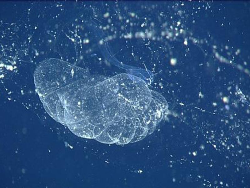 Transparent Sea Blob-Fish Discovered by Scientists- Reform Austin