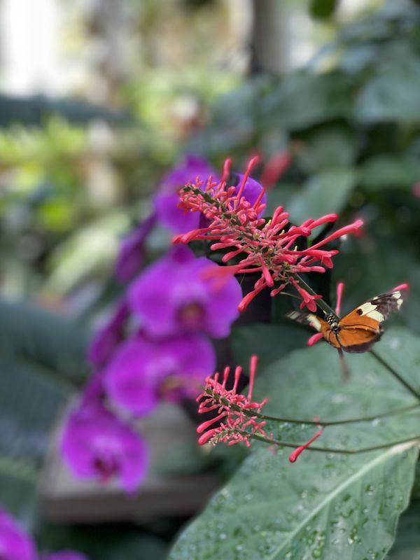 Butterfly at Arts Garden Indianapolis Zoo thumbnail