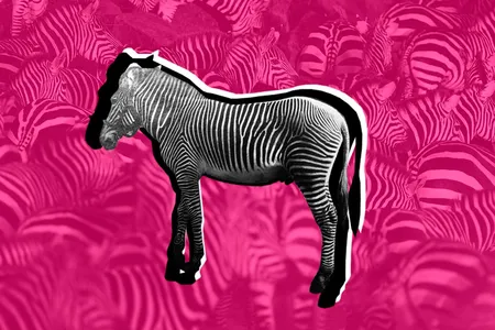In 1904, Abyssinia’s King Menelik presented a four-year-old zebra, who became known as Dan, as a gift to President Theodore Roosevelt. 