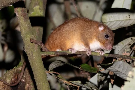 tree_rat_tremarctos.jpg