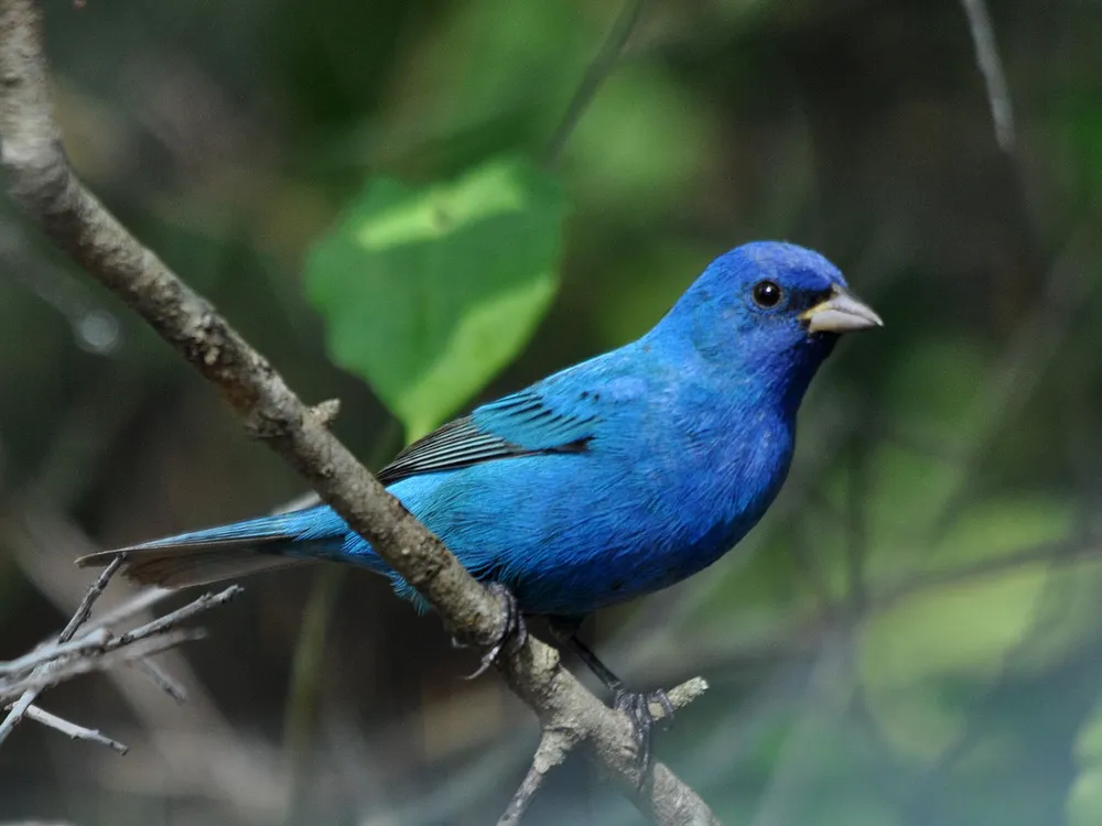 An image of a male Indigo Bunting sitting on a tree branch. The bird has vibrant blue plummage.