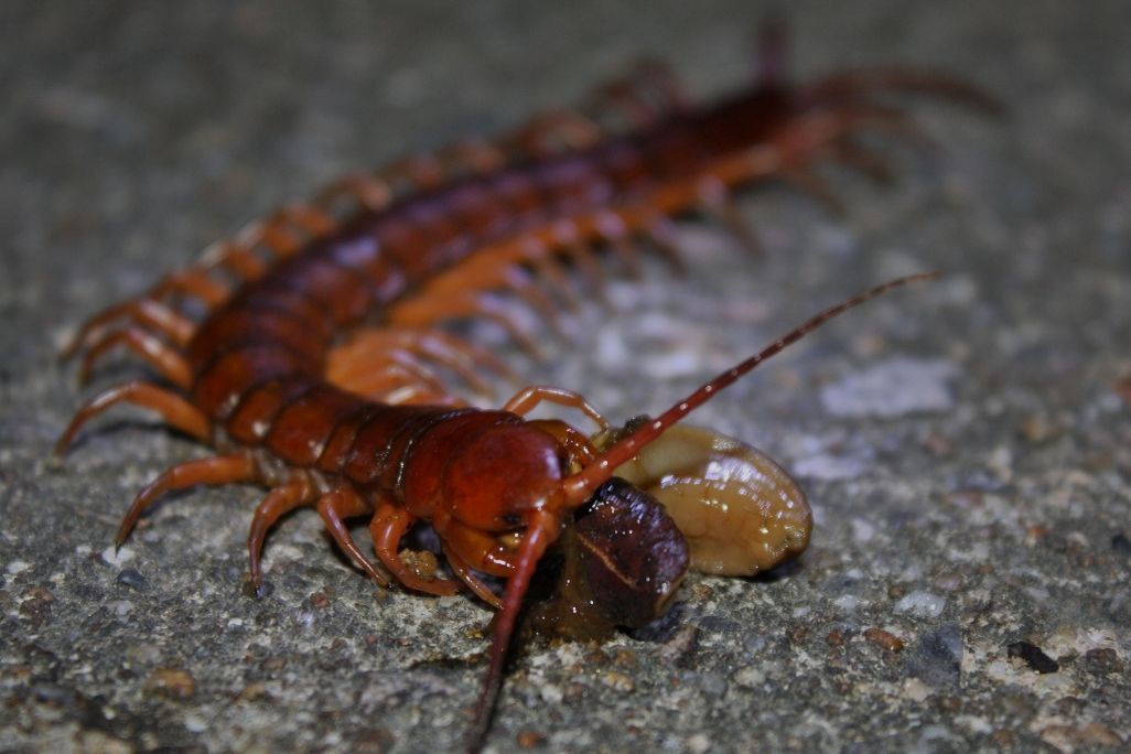 centipede.jpg