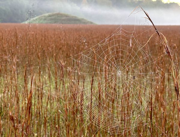 Nature meeting history at the Pharr Mounds along the Natchez Trace Parkway thumbnail