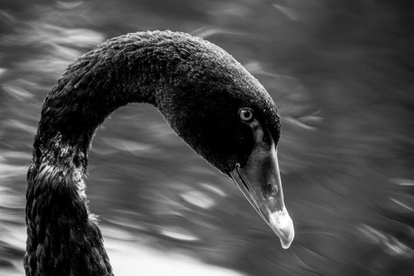Black Swan thumbnail