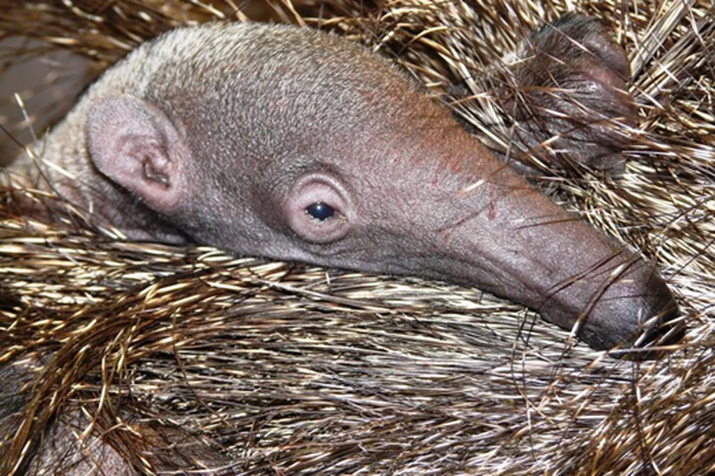 baby-anteater-11.jpg