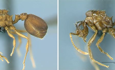 Photos of two queen ants (left, the host species Mycocepurus goeldii and right, the parasitic species Mycocepurus castrator) shown side-by-side represent what may be an example of sympatric speciation—when a new species develops in the same geographic area with its sister species, but reproduces on its own.