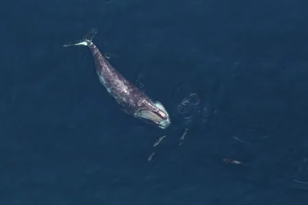 A North Atlantic right whale swims with dolphins around its head in the Stellwagen Bank National Marine Sanctuary east of Boston.