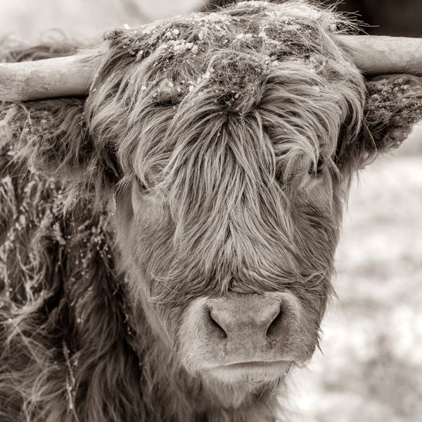 Highland Cow Recognition Look thumbnail