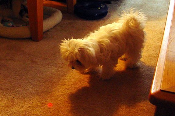 This dog loves the laser beam, but it might wind up making him crazy.