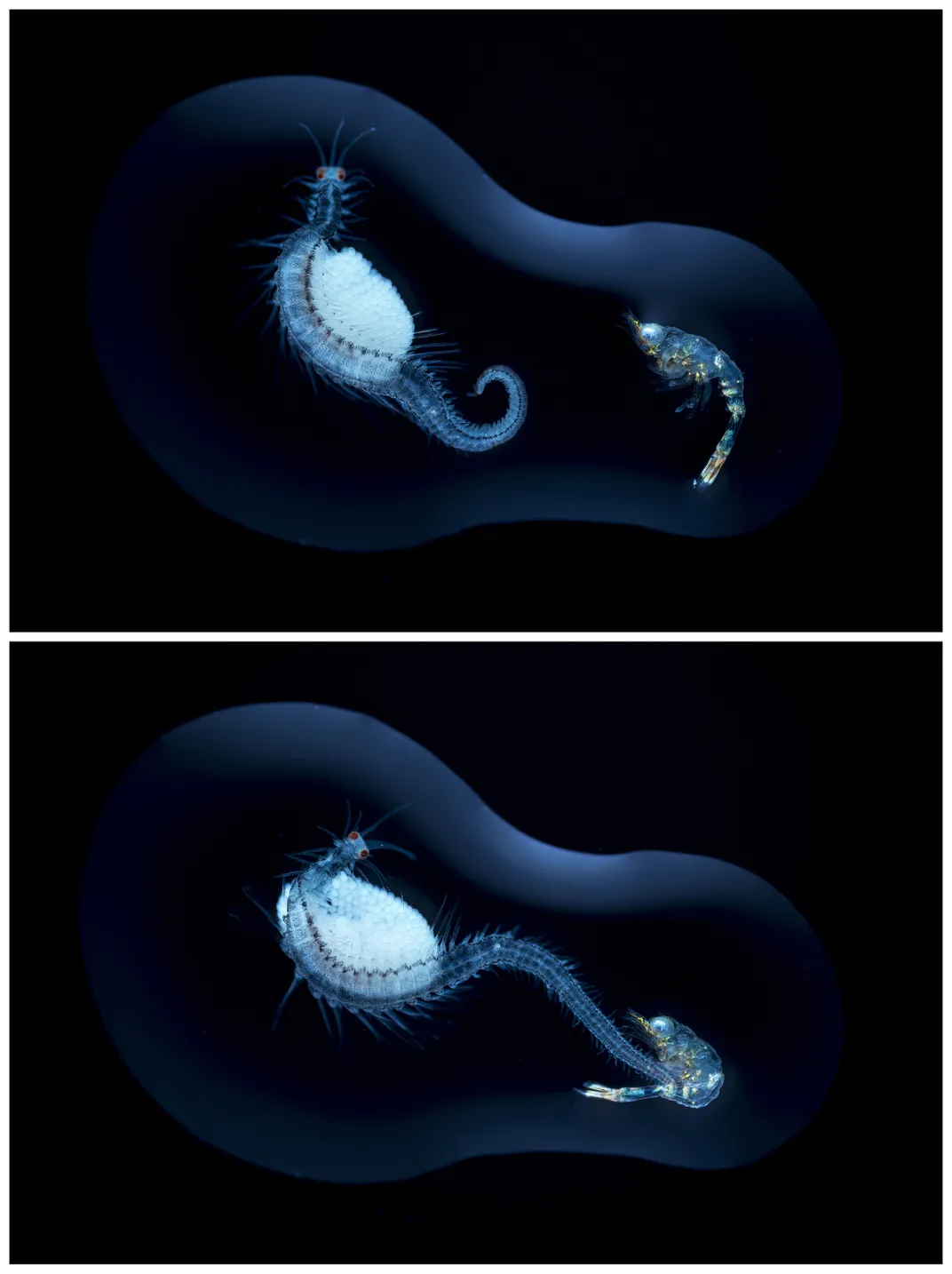 sea worm carrying egg clutch fends off shrimp-like larva