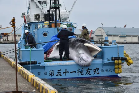 Minke whale on a whaling ship in a Hokkaido port on July 1, 2019.
