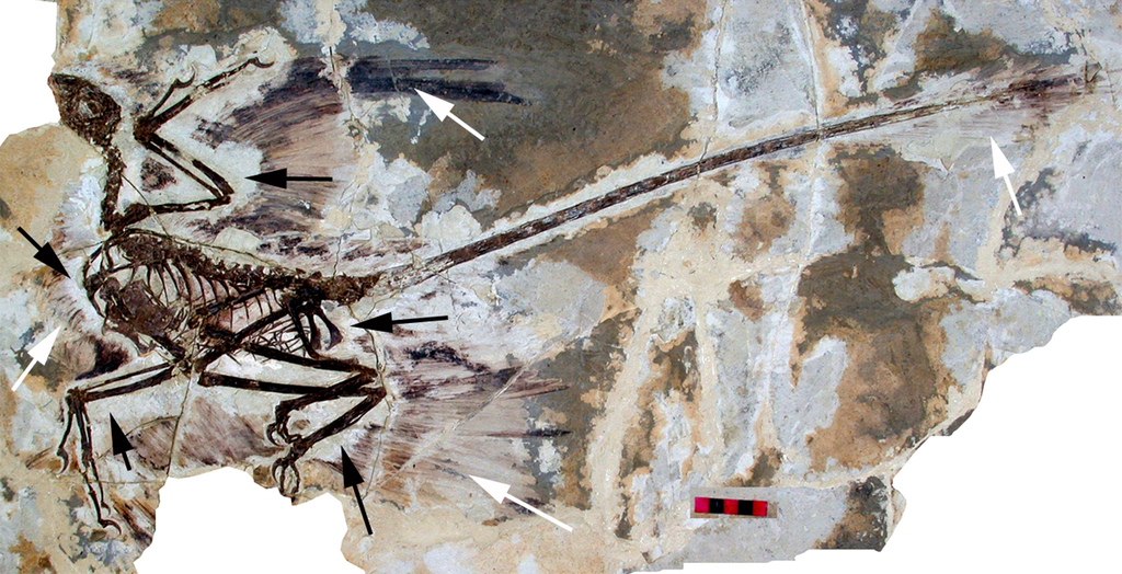 dinosaur fossilized bones