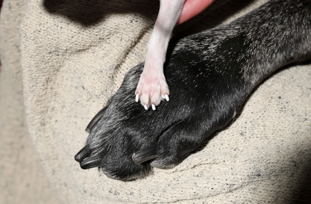 Small white paw atop larger dark paw