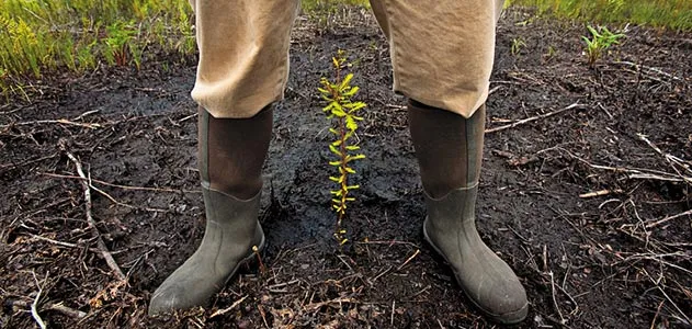Salt tolerant trees