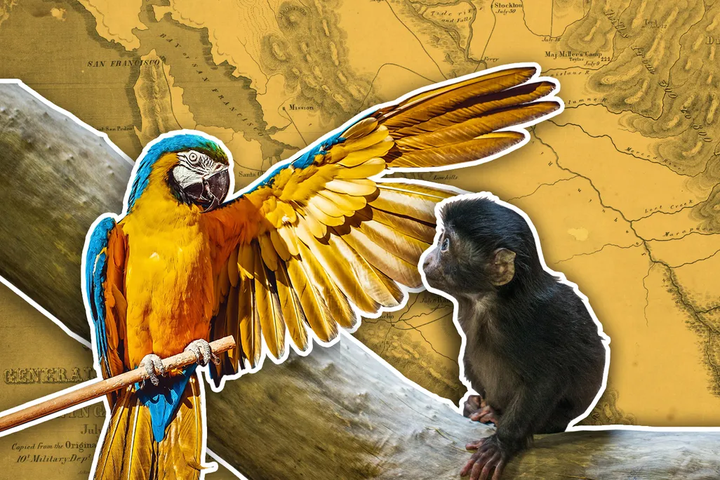 Monkey and Parrot Illustration