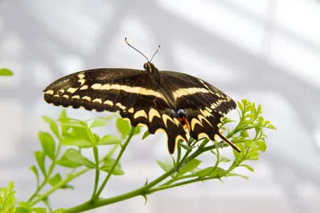 A Schaus&rsquo; swallowtail (Papilio aristodemus) rests on a plant.