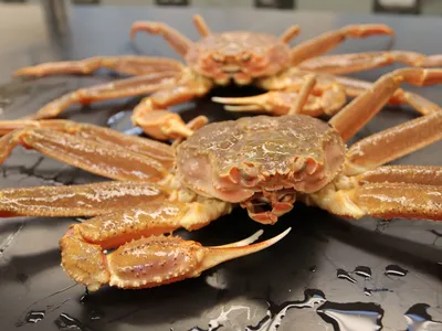 Alaska canceled its snow crab harvest for two seasons in a row.