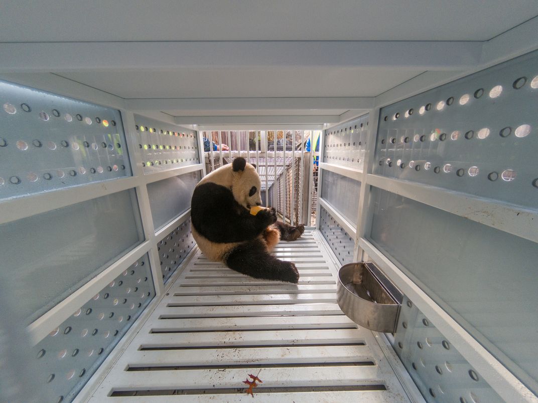 Giant panda Bei Bei eats a fruitsicle inside his shipping crate before his departure for China in November 2019