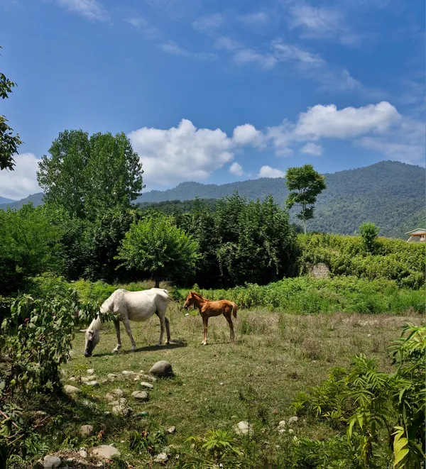 A Horse Family thumbnail