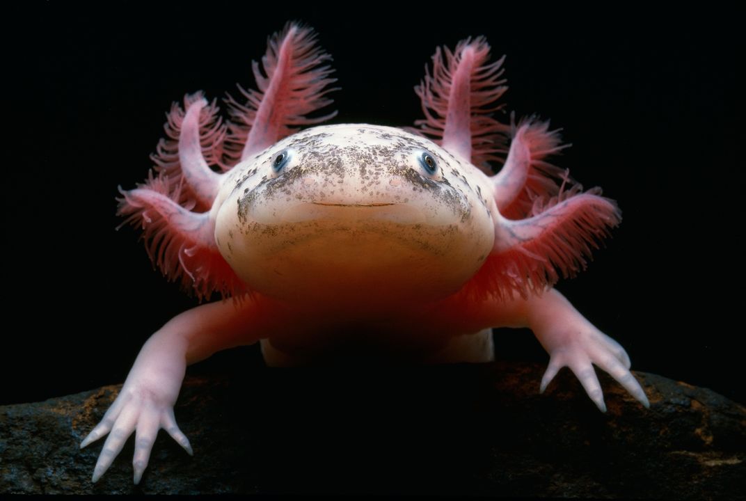axolotl adaptations