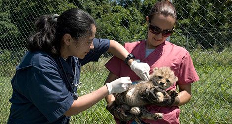 National Zookeeper