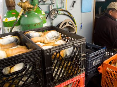 Geoducks on a fishing boat