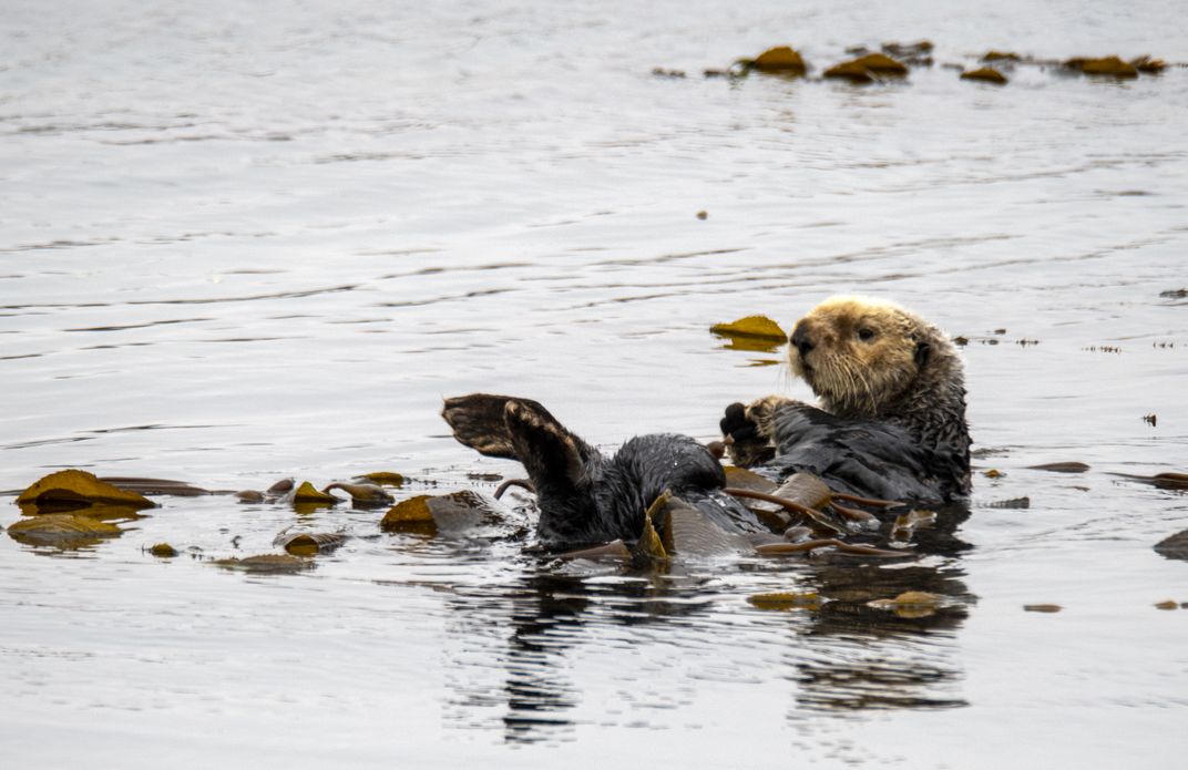 Sea otter floating on back in water
