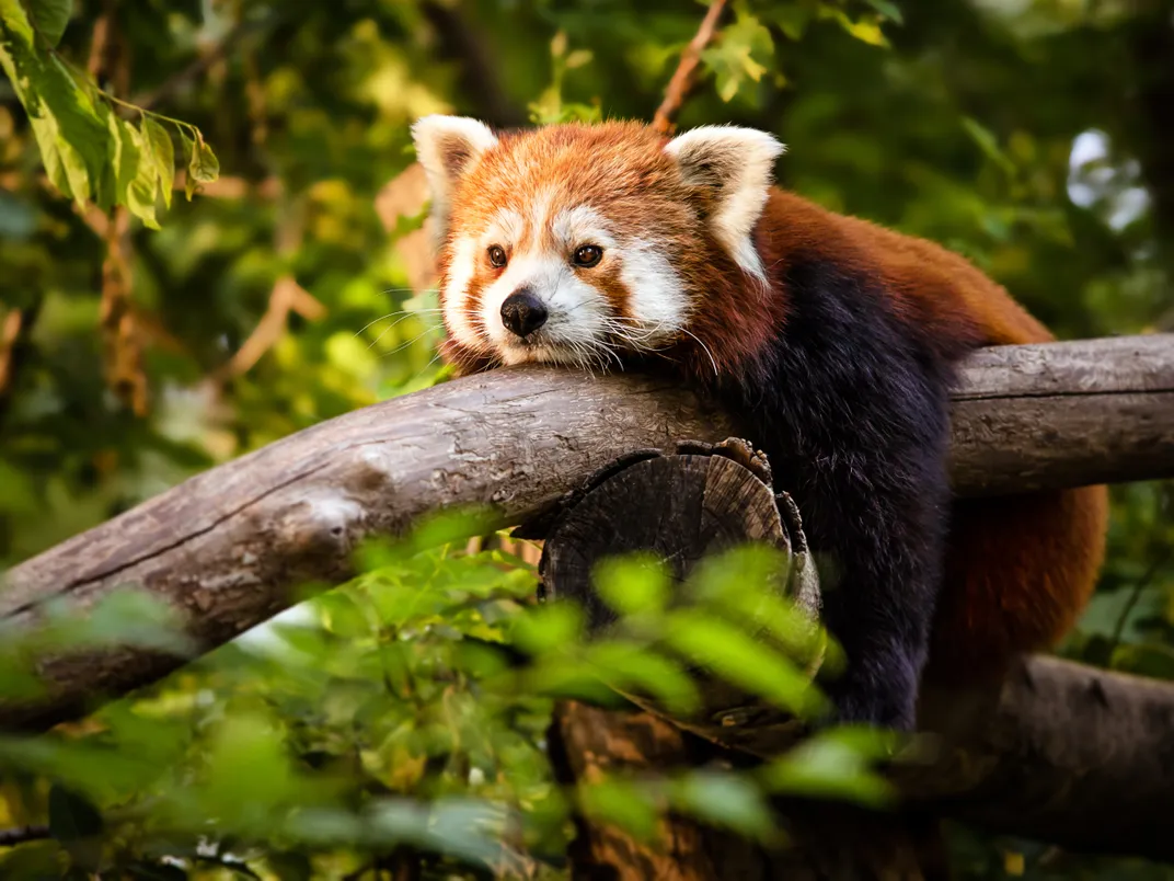 Image of a red panda laying on a tree branch