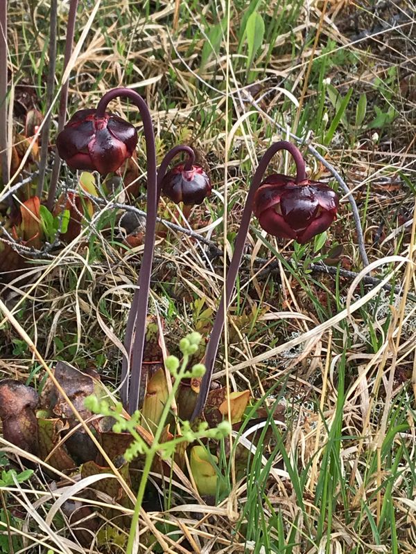 Pitcher plant flowers thumbnail