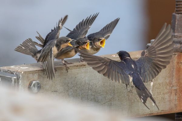 Juvenile Barn Sparrows Keep Parent Busy [MI2409] thumbnail