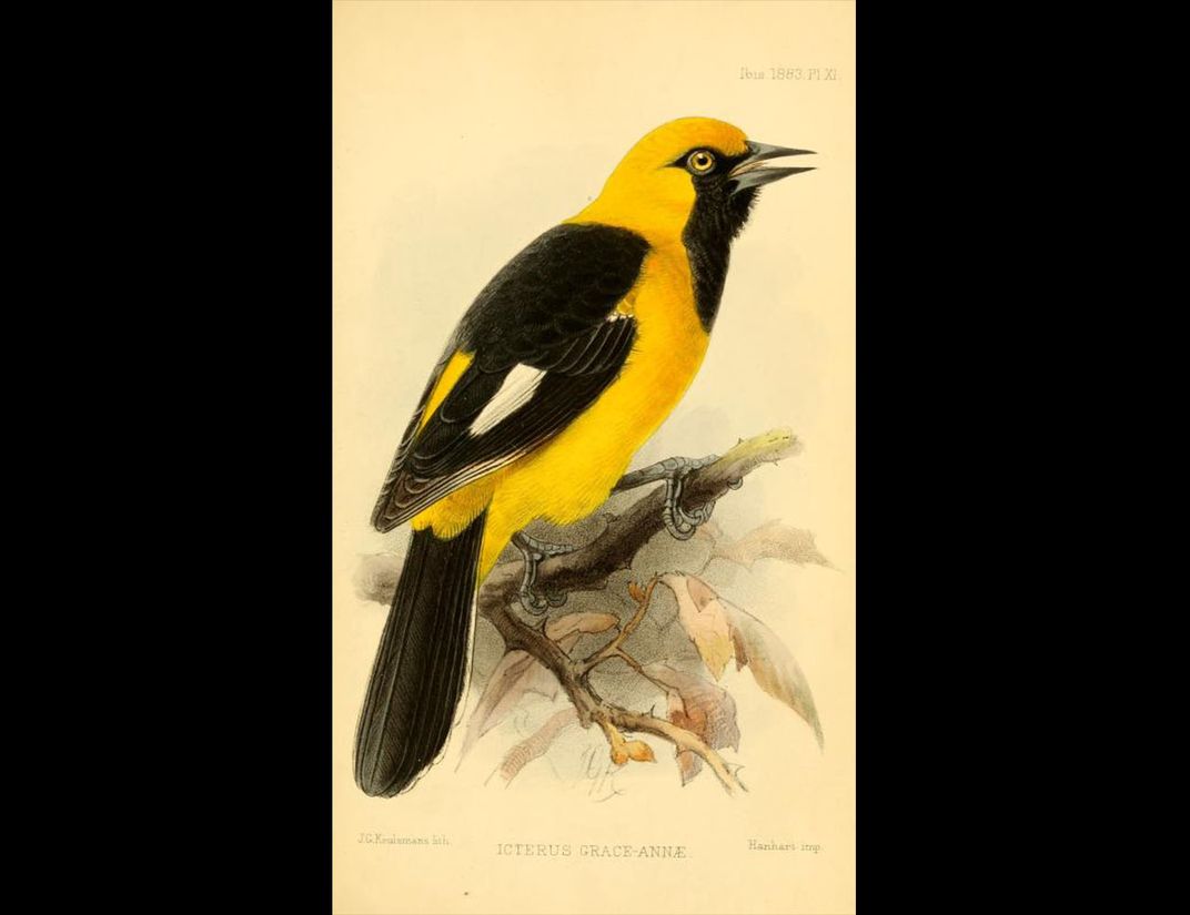 Color illustration of White-edged oriole, bird with yellow body and black and white tail and markings. 