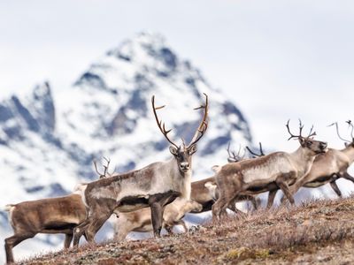 Caribou herd mountain crossing in Alaska Range.