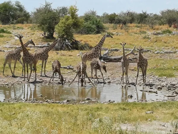 GIRAFFES AT WATERHOLES thumbnail