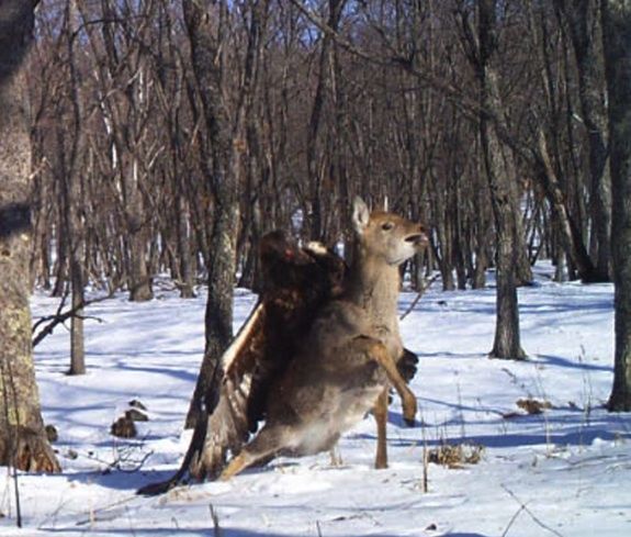 Eagle versus deer