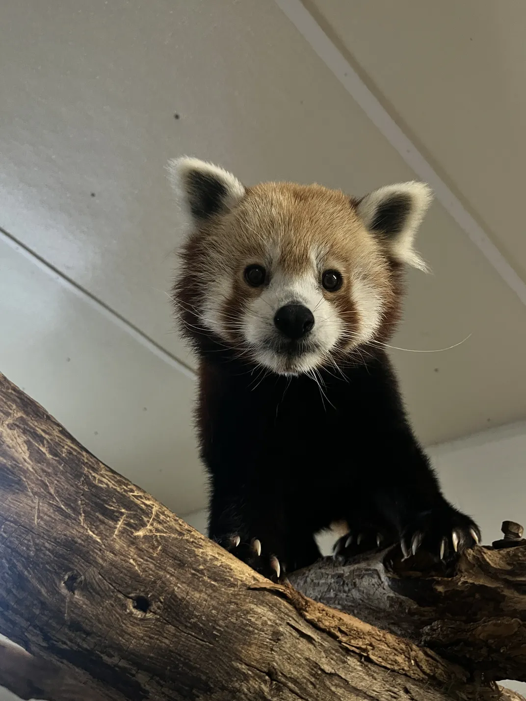 a red panda walks on a branch indoors