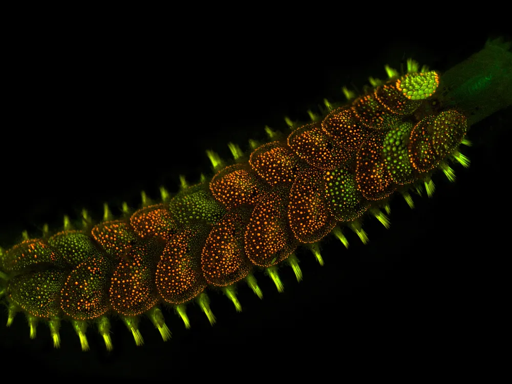 A colorful worm is lit up against a black background