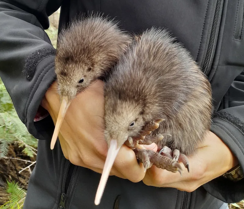 Two kiwi