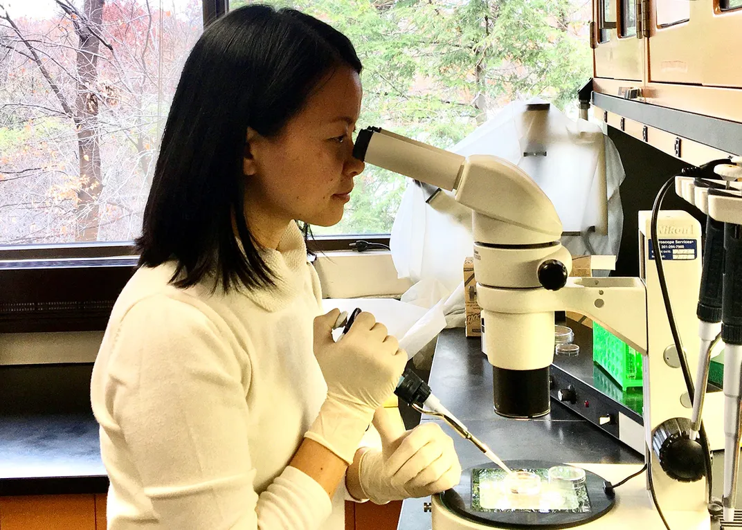 A Smithsonian researcher looks through a microscope and uses a pipette on the sample she's viewing.