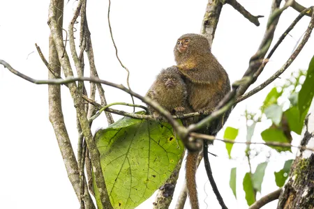 A baby pygmy marmoset, under the care of an older member of its cooperative family group, perches on a bough in a gallery forest on the banks of the Aguarico River in eastern Ecuador.