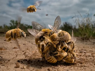 The image captured in South Texas shows cactus bees (Diadasia rinconis) in a rare and intimate moment as they swarm into a mating ball for a chance to mate with one female bee.
&nbsp;