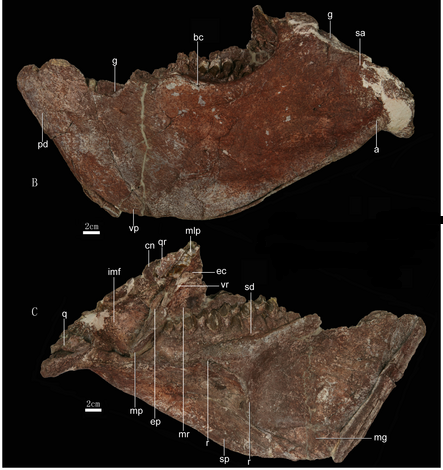 20110520083247china-leptoceratopsid.png